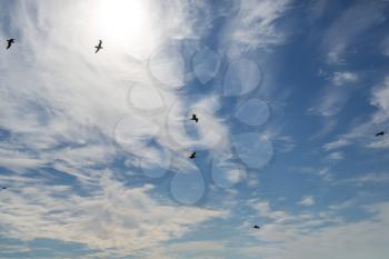 Gulls on the background of sky and sun