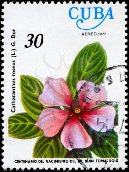 CUBA - CIRCA 1977: A Stamp shows image of a Vinca Rosea with the inscription Catharanthus roseus (L.) G. Don, from the series centenary of the birth of dr. Juan Tomas Roig, circa 1977