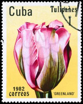 CUBA - CIRCA 1982: A Stamp shows image of a Tulip with the inscription Greenland, from the series Tulips, circa 1982