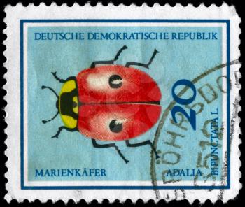 GERMAN DEMOCRATIC REPUBLIC - CIRCA 1968: A Stamp printed in GERMAN 
DEMOCRATIC REPUBLIC shows the image of a Ladybug with the description Adalia 
bipunctata L. from the series Insects, circa 1968