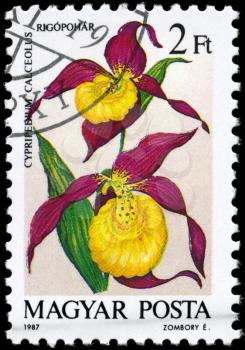 HUNGARY - CIRCA 1987: A Stamp printed in HUNGARY shows image of a Cypripedium calceolus, from the series Orchids, circa 1987