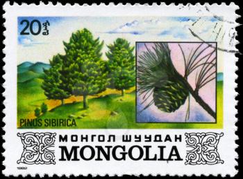 MONGOLIA - CIRCA 1982: A Stamp printed in MONGOLIA shows the Siberian Pine, with the description Pinus sibirica, series, circa 1982