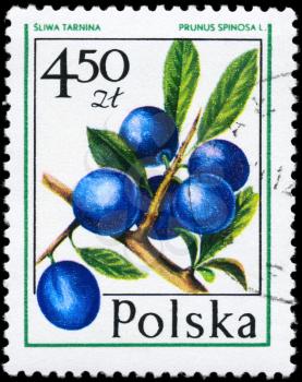 POLAND - CIRCA 1977: A Stamp printed in POLAND shows image of a Sloe Prunus spinosa, from the series Forest Fruits, circa 1977

