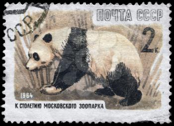 USSR - CIRCA 1964: A Stamp printed in USSR shows image of a Giant Panda from the series 100th anniv. of the Moscow zoo, circa 1964