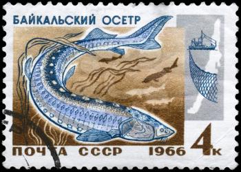 USSR - CIRCA 1966: A Stamp printed in USSR shows image of a Sturgeon from the series Fish resources of Lake Baikal, circa 1966
