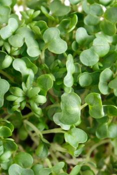 Royalty Free Photo of Water Cress
