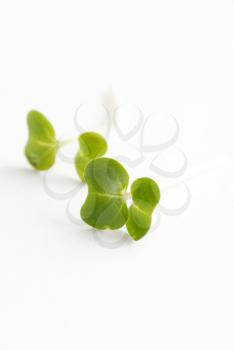 Royalty Free Photo of Water Cress
