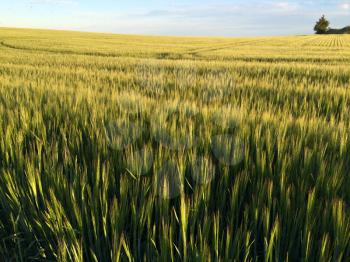 A beautiful barley field in the evening