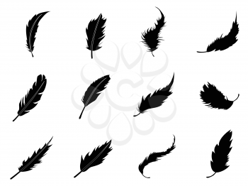 isolated feather Silhouettes from white background 