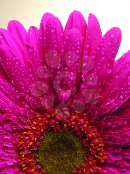 Royalty Free Photo of a Pink Gerbera Daisy