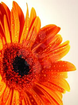 Royalty Free Photo of a Black-Eyed Susan