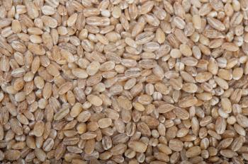 organic wheat grains  over rustic wood table macro closeup