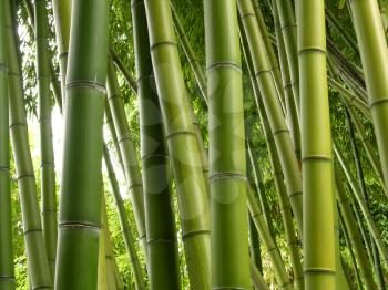 Royalty Free Photo of Bamboo