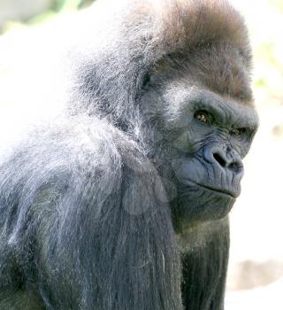 Royalty Free Photo of a Gorilla