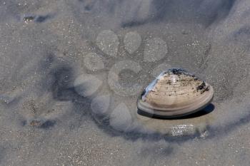 Royalty Free Photo of a Clam Shell on a Beach