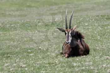Royalty Free Photo of an Oryx