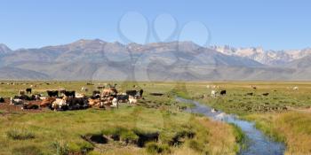 Royalty Free Photo of Cows Grazing 