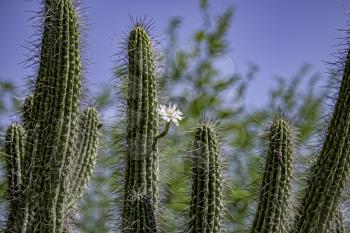 Royalty Free Photo of Several saguaro cactus in the Arizona desert