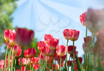 field of tulip. summer abstract backgrounds