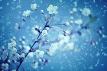 Snow and flowers. Abstract environmental backgrounds