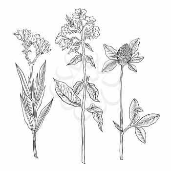 Outline Collection of hand drawn flowers and plants. Monochrome vector illustrations in sketch style, isolated on white background. Monochrome realistic illustration