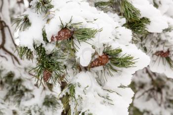 Snow covered branches of fir tree in winter.
