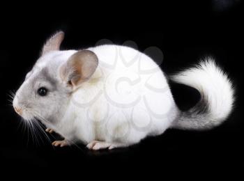 White ebonite chinchilla on black background.