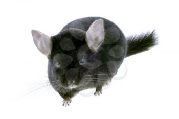 Black ebonite chinchilla on white background. Isolataed