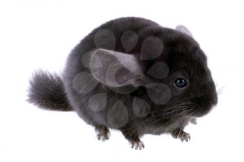 Black ebonite chinchilla on white background. Isolataed