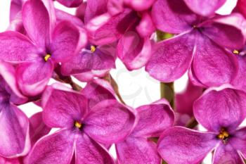 Beautiful Bunch of Lilac close-up .