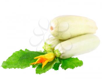White vegetable  marrow with green foliage and yellow blossom on white background. Isolated over white