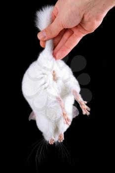 White baby ebonite chinchilla on black background.