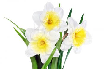 Beautiful spring three  flowers : yellow-white narcissus (Daffodil). Isolated over white. 