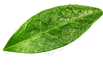 Single   green leaf isolated on white background.
