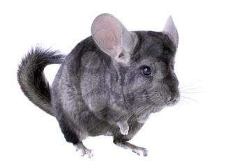 Gray ebonite chinchilla on white background. Isolataed