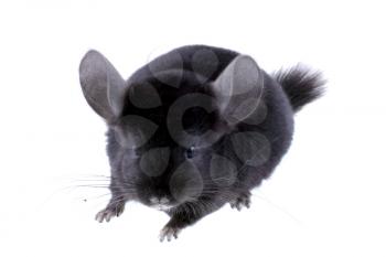 Black ebonite chinchilla on white background. Isolataed