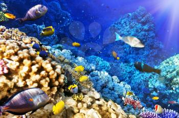 Coral and fish in the Red Sea. Egypt, Africa