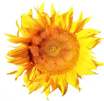 Single sunflower in white background. Isolated