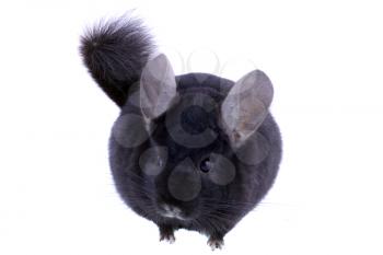 Black ebonite chinchilla on white background. Isolataed