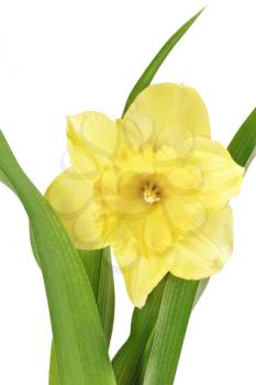 
Beautiful spring single flower: yellow narcissus (Daffodil). Isolated over white. 
