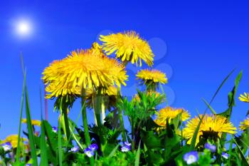 Beautiful spring flowers-dandelions in a wild field.