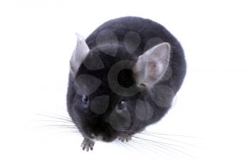 Black ebonite chinchilla on white background. Isolataed