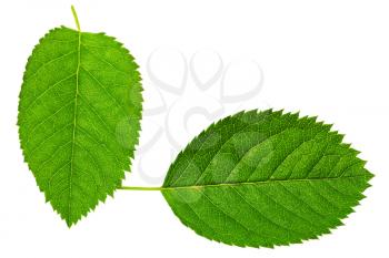 Two   green leaf isolated on white background.
