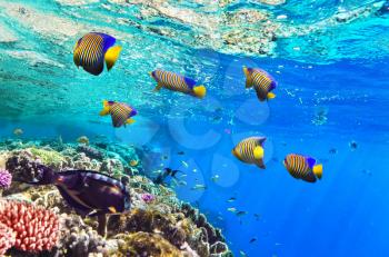 Coral and fish in the Red Sea. Egypt, Africa