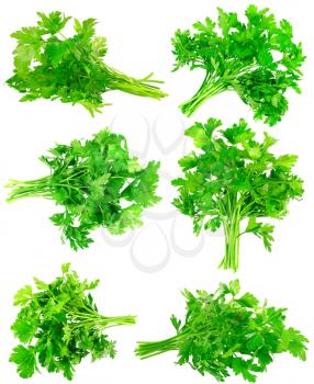 Collage (collection ) of Fresh parsley on white background. Isolated over white