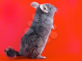 Violet ebonite chinchilla on red background.