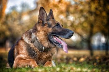 Portrait Of German Shepherd Dog