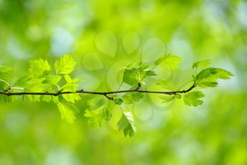 Royalty Free Photo of Green Leaves on a Twig