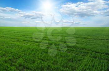 green field and blue sky