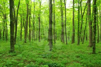 beautiful forest landscape in the morning